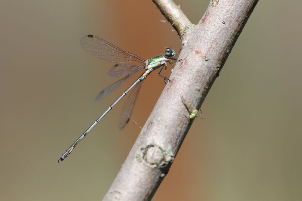 Chalcolestes viridis maschio e femmina?